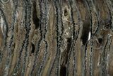 Polished Mammoth Molar Slice - South Carolina #316530-1